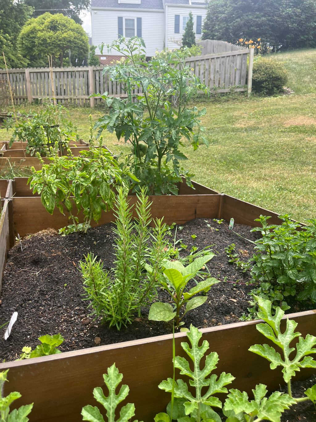 Summer Growth: Latest Updates from the Vegetable&nbsp;Garden